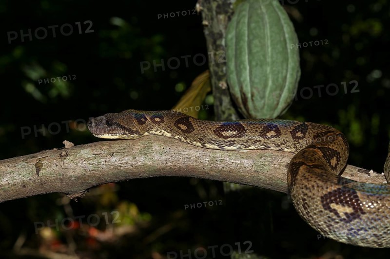 Madagascar tree boa