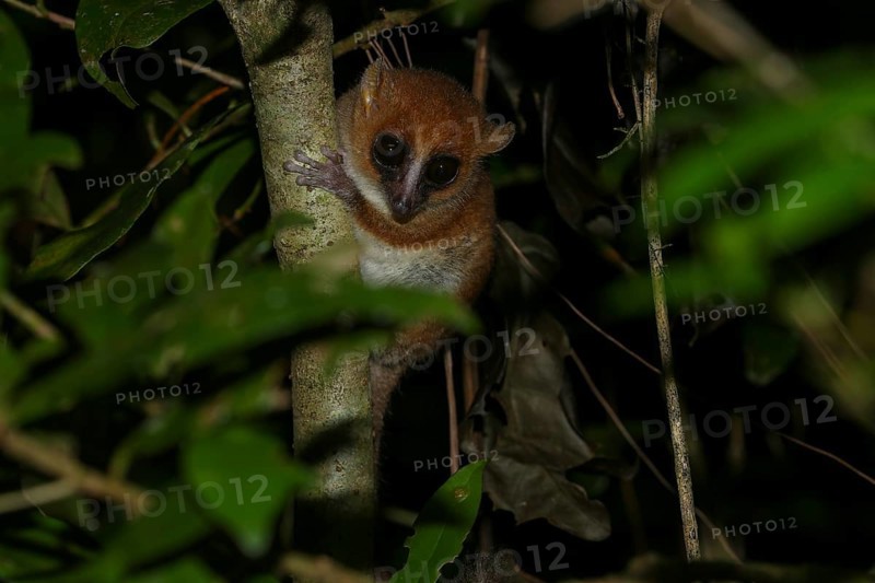 Arnhold's mouse lemur or Montagne d'Ambre mouse lemur