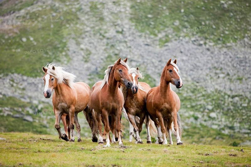 Dun Haflingers trotting