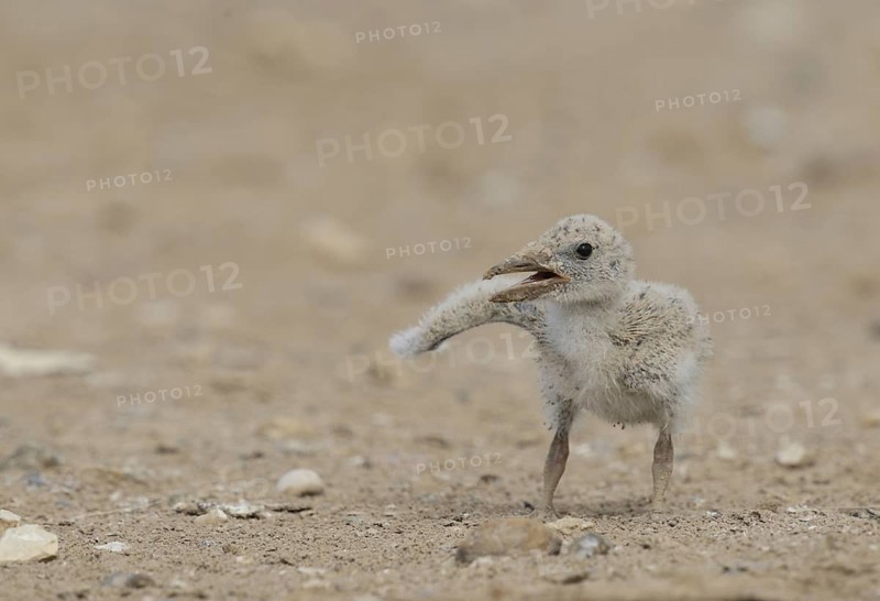 Black skimmer