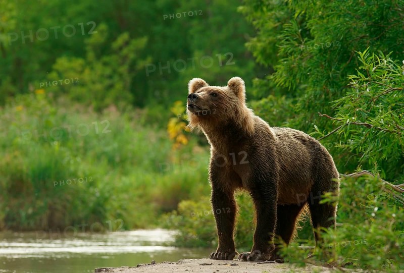 Brown bear