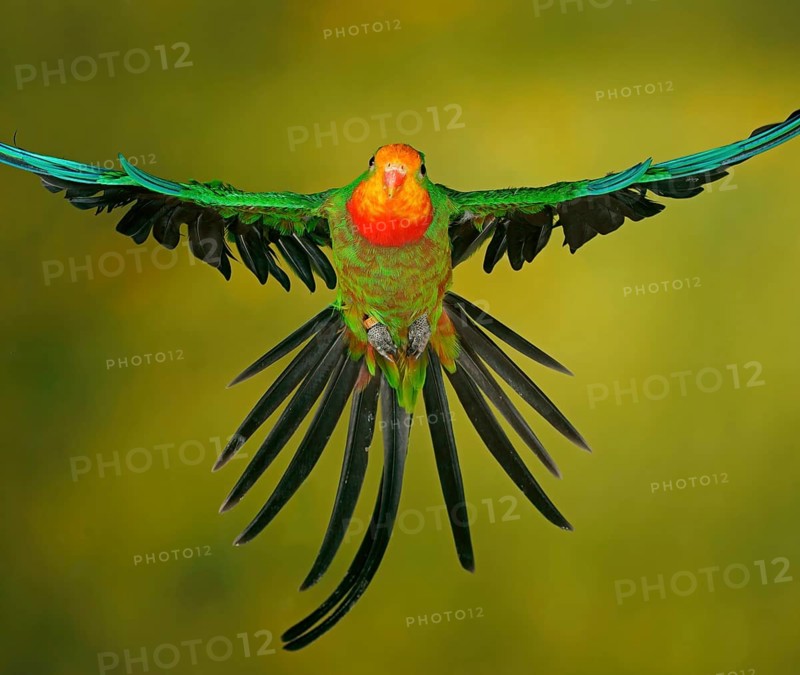 Superb parrot