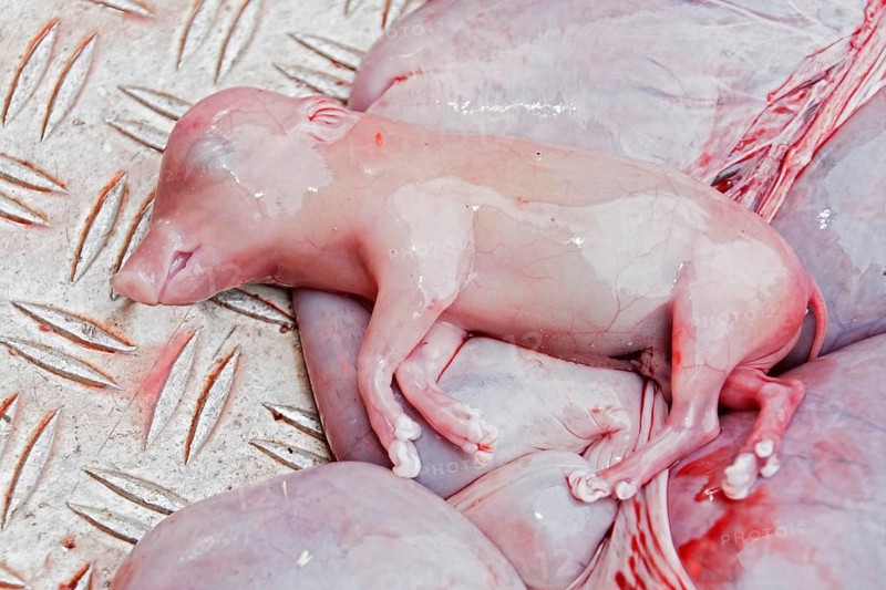 Fetus of a boar