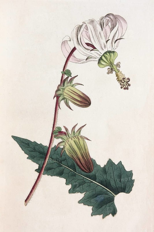 Rough-leaved michauxia