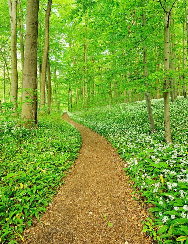 Hiking trail winding through natural beech forest