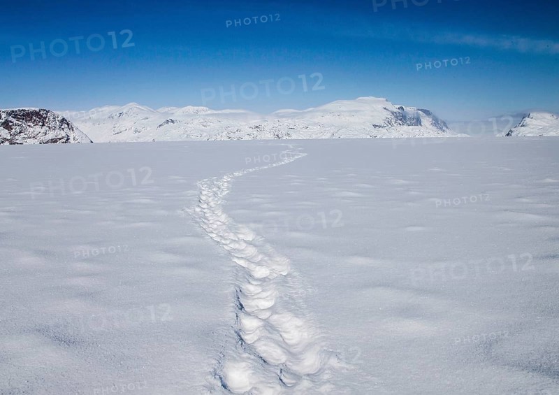 Polar Bear tracks head off across a frozen fjord towards distant mountains