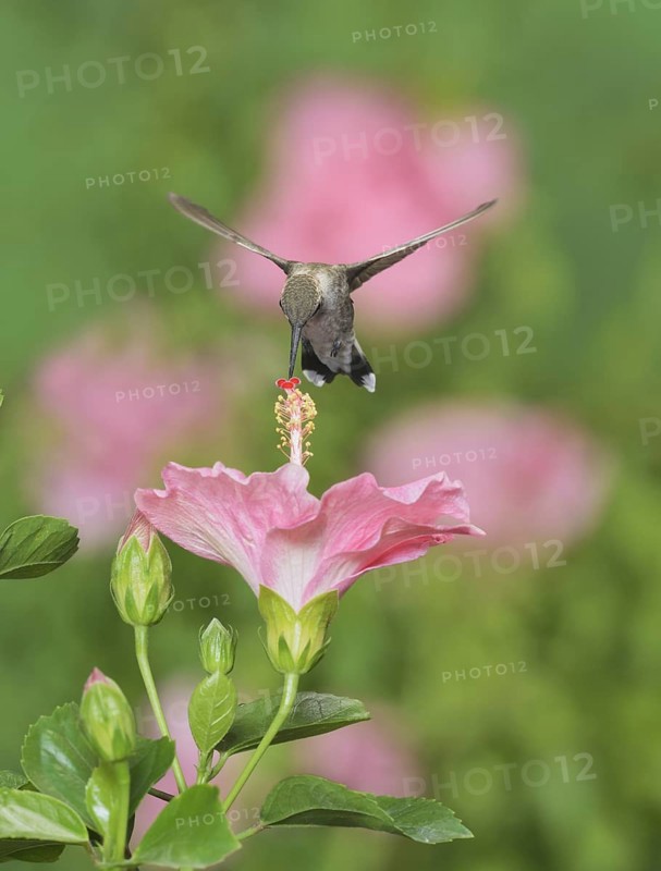 Ruby-throated Hummingbird
