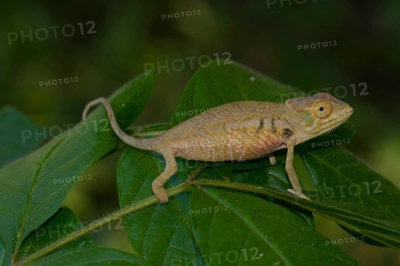 Panther chameleon
