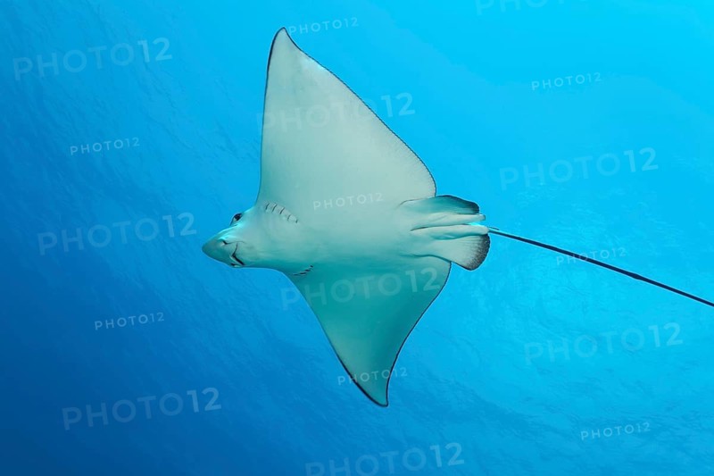 Spotted eagle ray