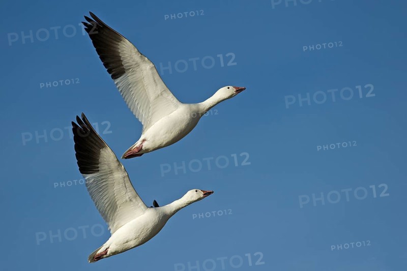 Two snow geese