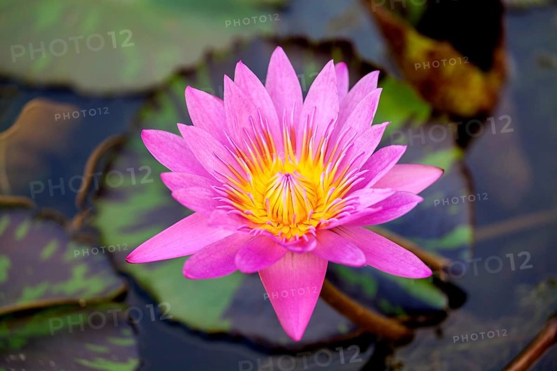 Lotus flower