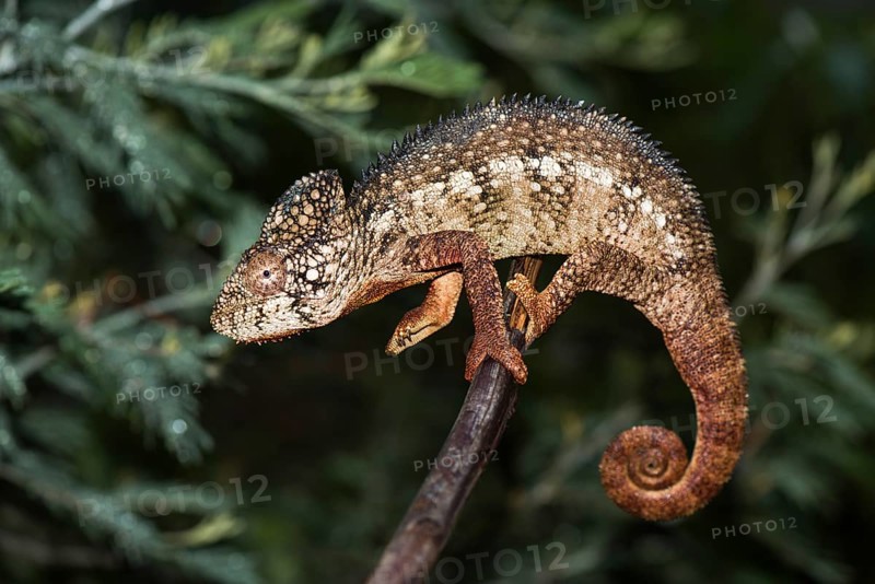 Malagasy giant chameleon