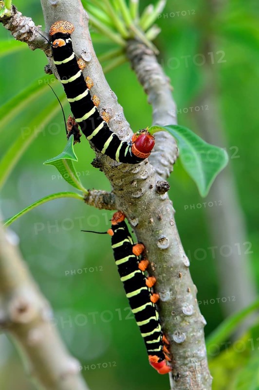 Tetrio Sphinx Moth