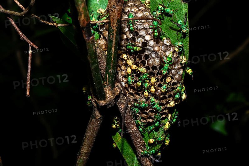 Paper wasp nest