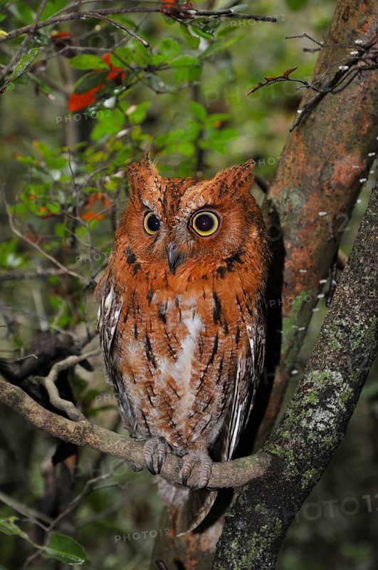 Madagascar long-eared owl