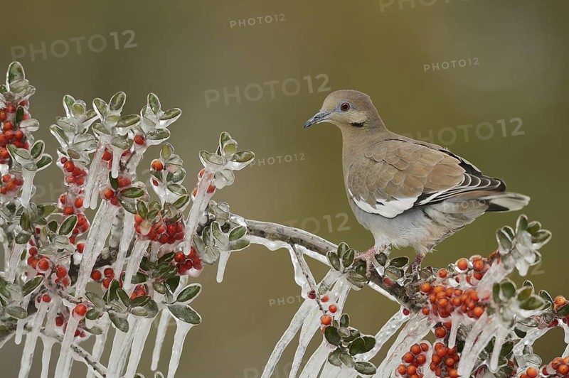 White-winged Dove