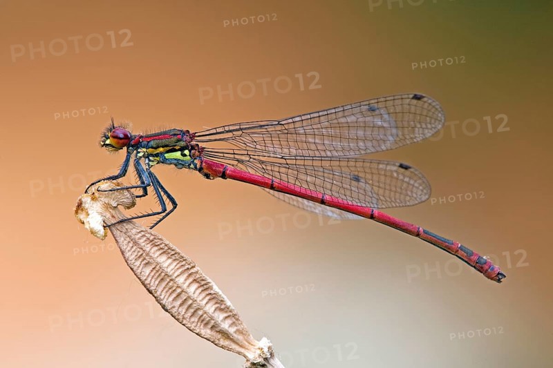 Large red damselfy
