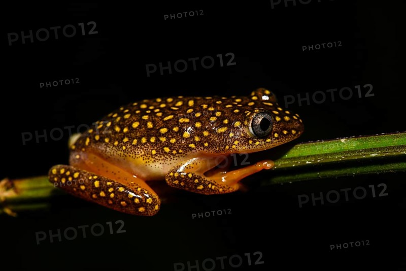 Whitebelly Reed Frog