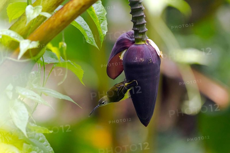 Little spiderhunter