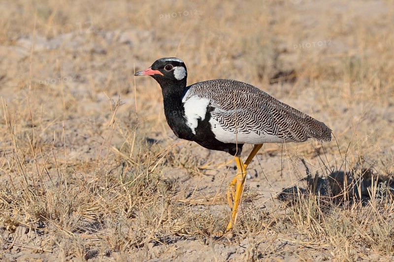 Northern black korhaan