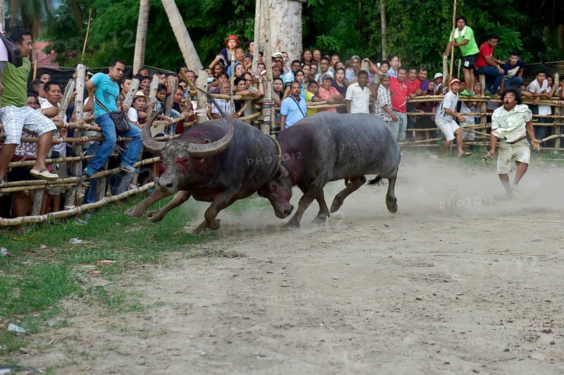Two water buffalos