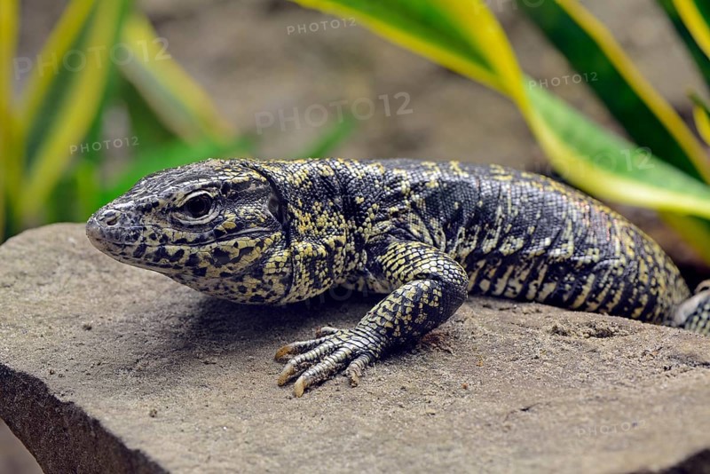 Argentine Black White Tegu