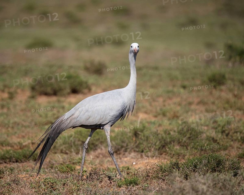Blue crane