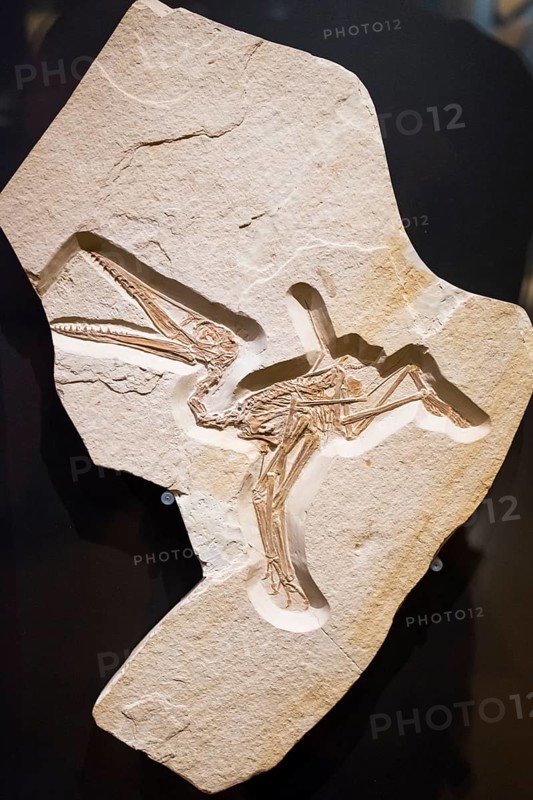Skeleton of a short-tail landing bird Pterodactylus Mayor-Muller-Museum
