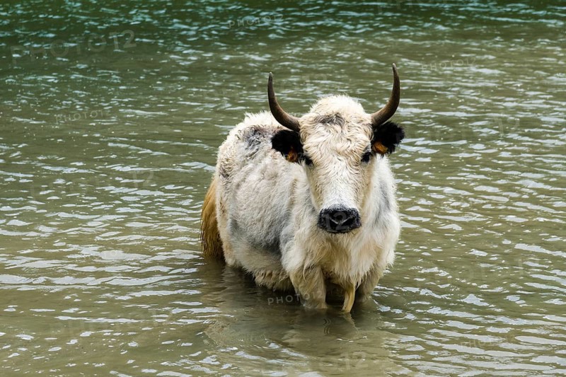 White yak