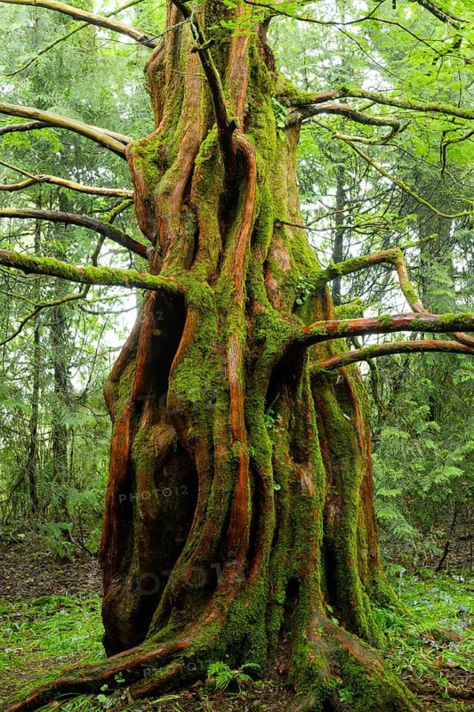 Dawn redwood