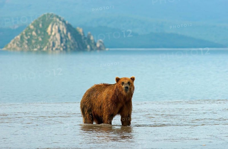 Brown bear