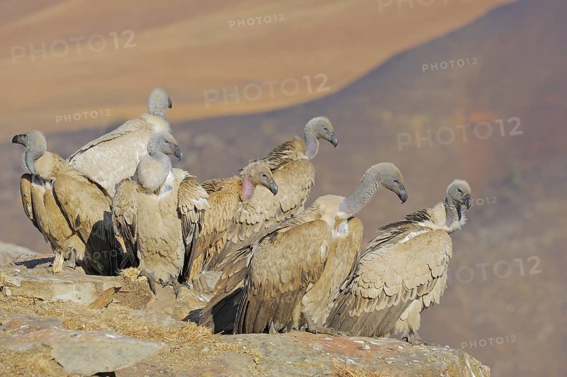 Cape vultures