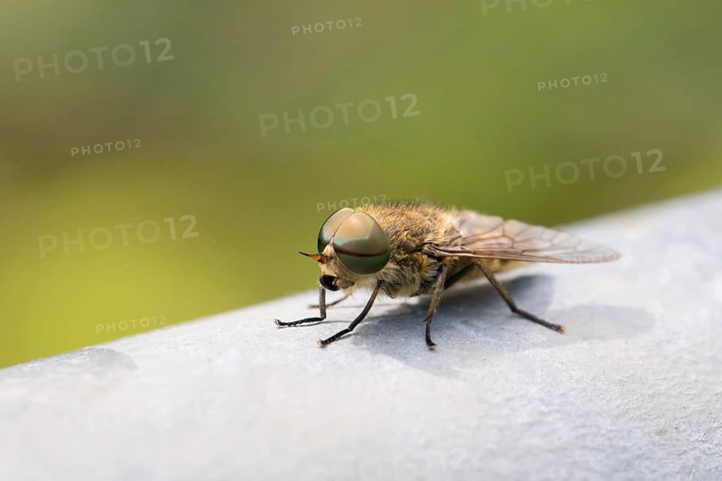 Common Horse Fly