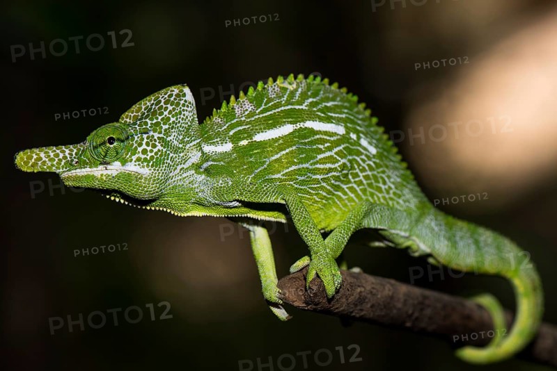 Labord's chameleon