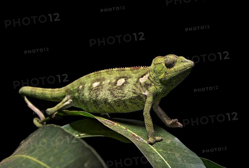 Malagasy giant chameleon