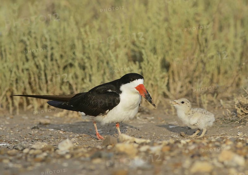 Black skimmer