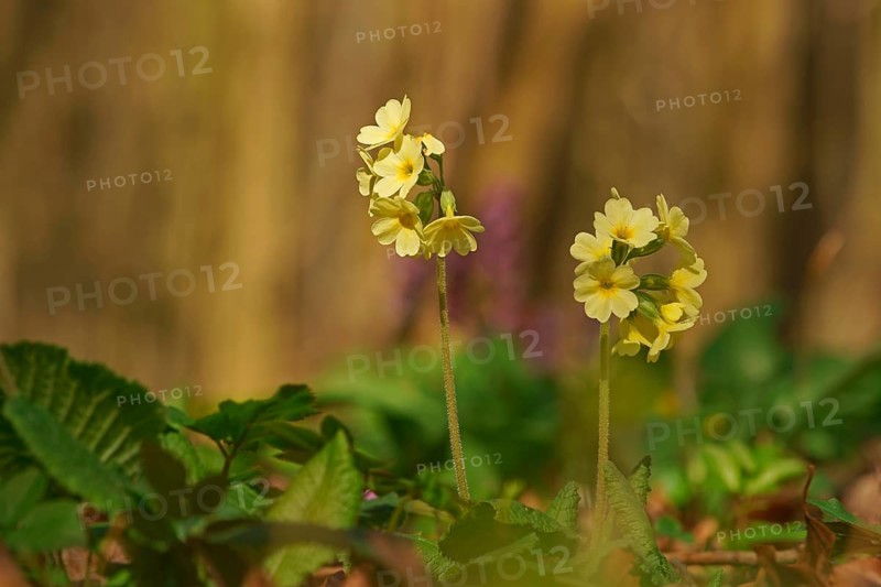 Oxlip or true oxlip