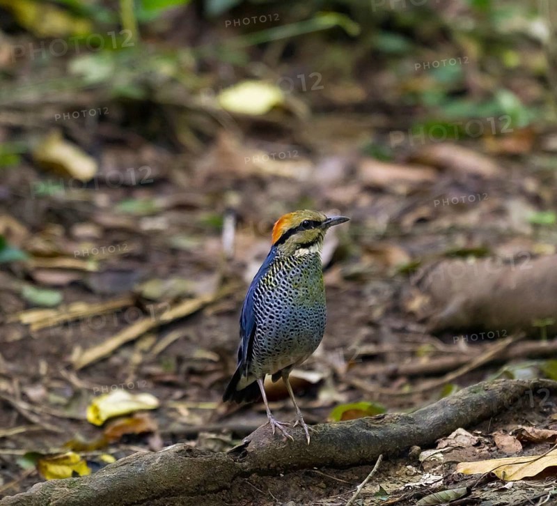 Blue pitta