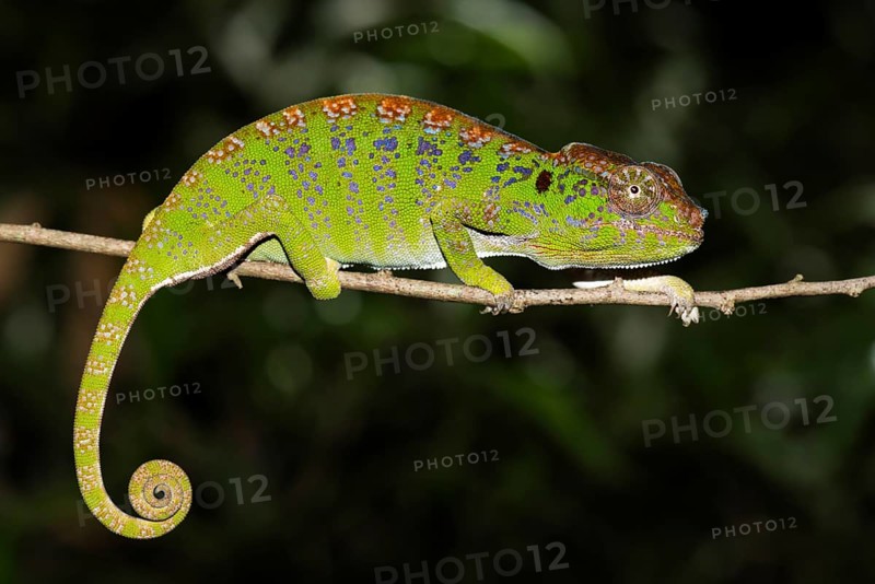 Labord's chameleon