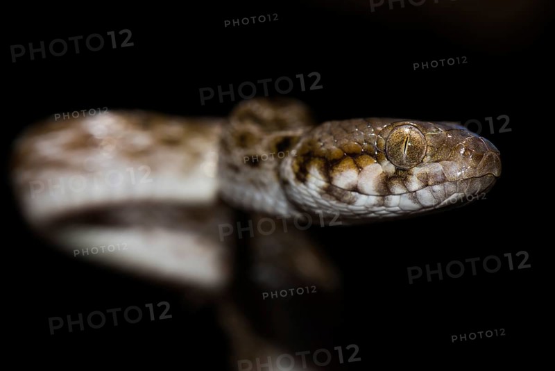 Madagascar Cat Snake