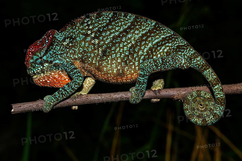 Pregnant female two-horned chameleon