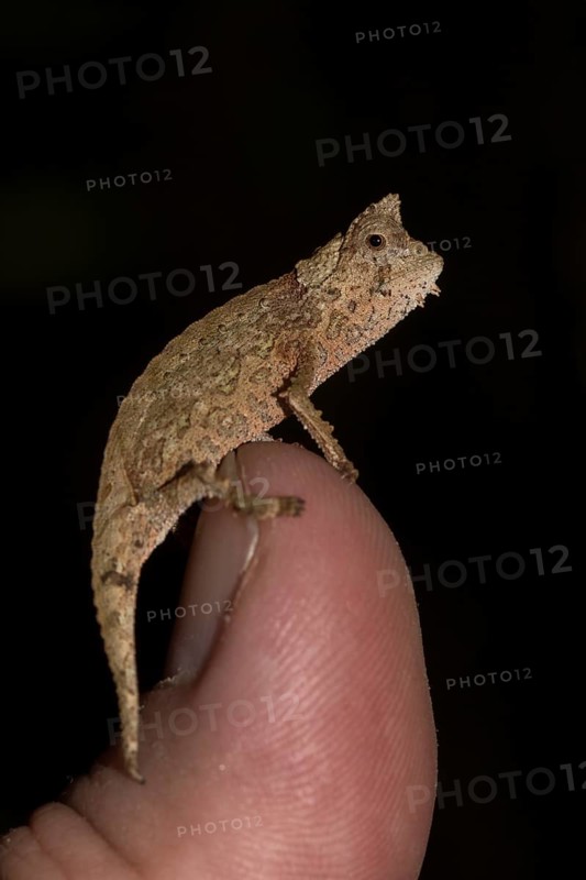 Brown leaf chameleon