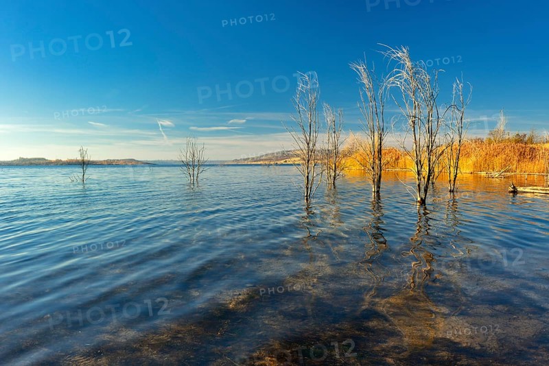 Geiseltalsee in autumn with dead trees in water