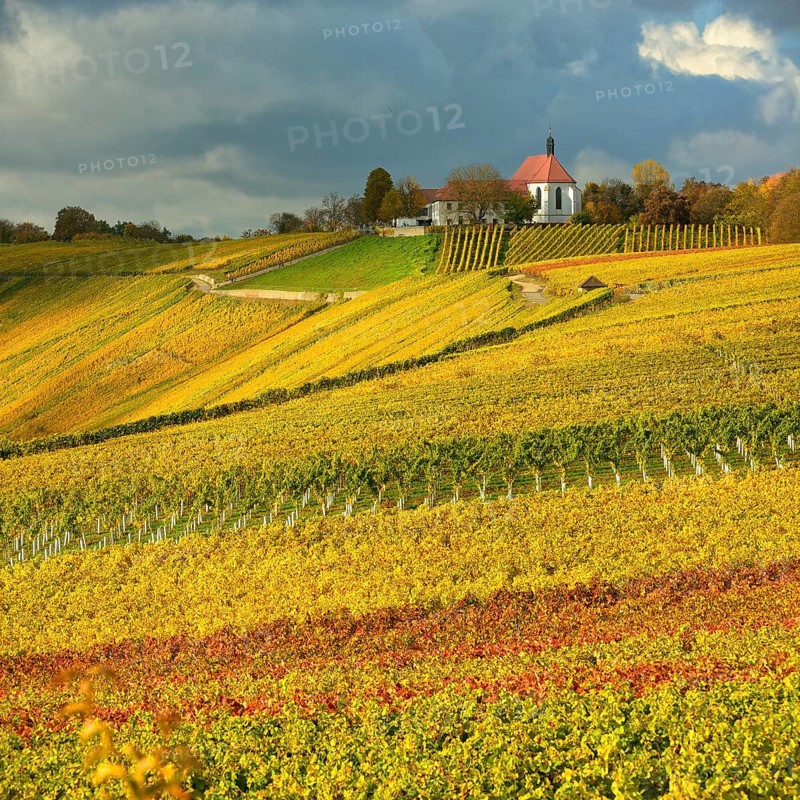 Vineyards in autumn