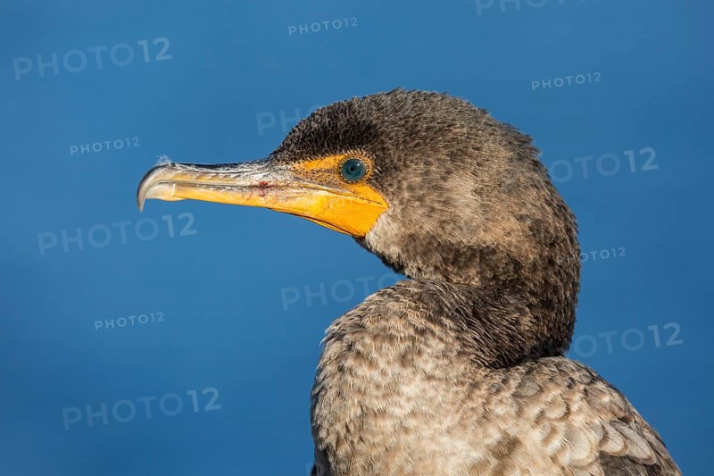 Double-crested cormorant