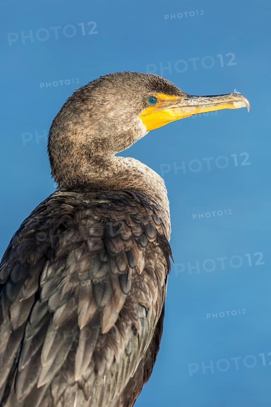 Double-crested cormorant