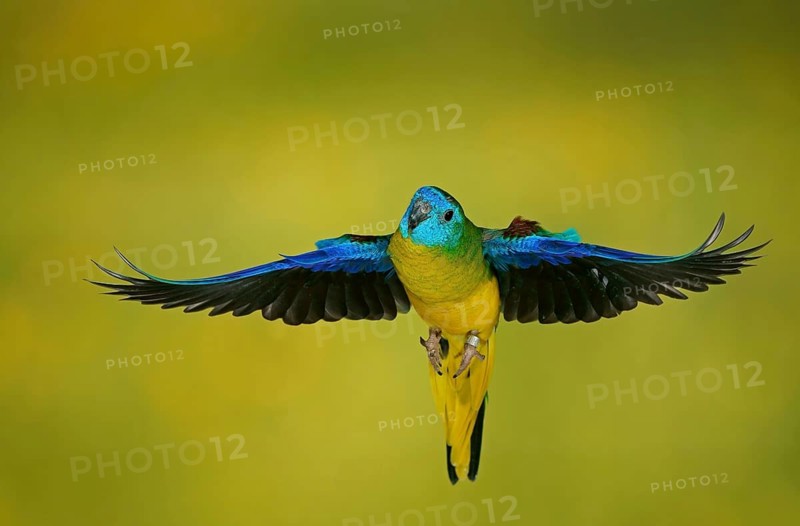 Turquoise parrot
