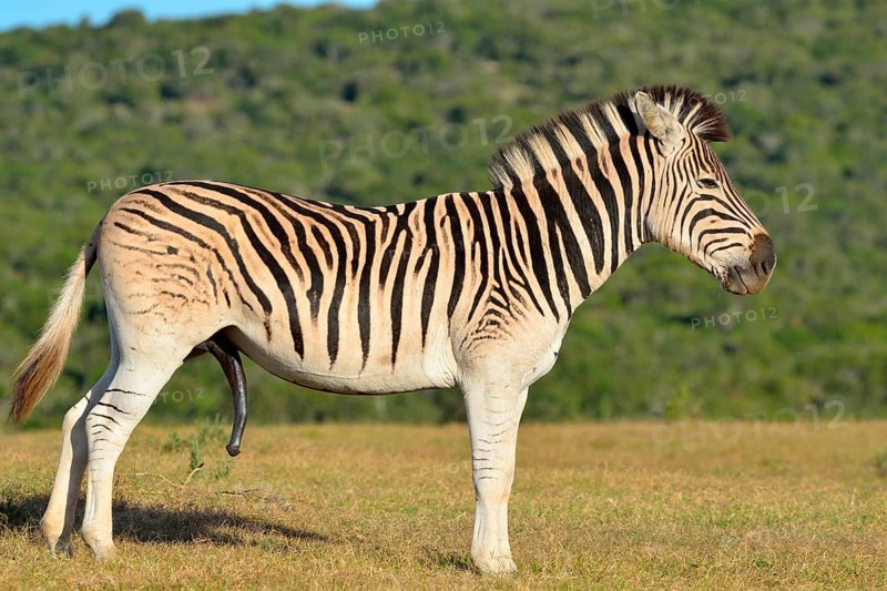 Burchell's zebra