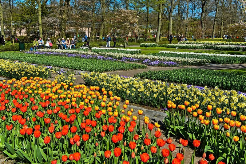 Colorful flower beds