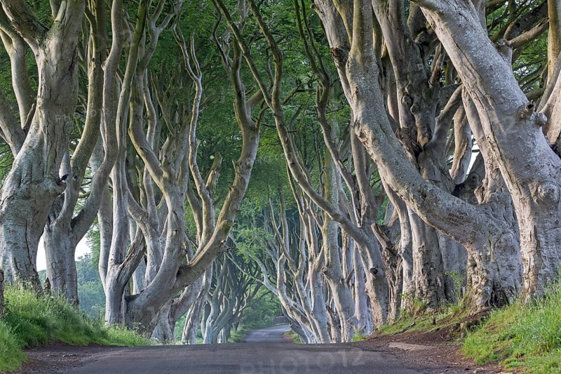 Beech tree avenue